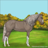 Horse Color:Silver Grullo 