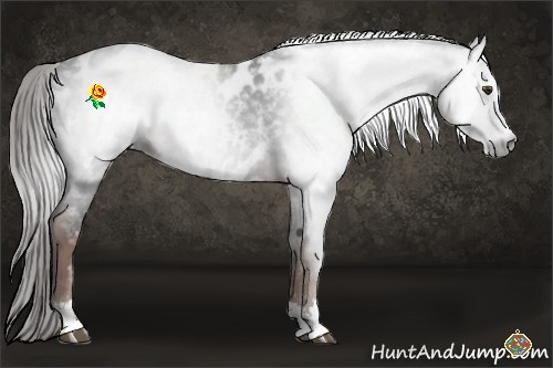 Horse Color:Gray Liver Chestnut Sabino Appaloosa 