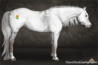 Horse Color:Gray Liver Chestnut Sabino Appaloosa 