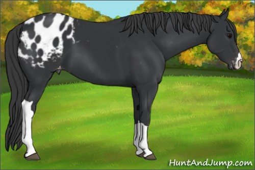 Horse Color:Black Appaloosa 