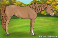 Horse Color:Chestnut Sabino 