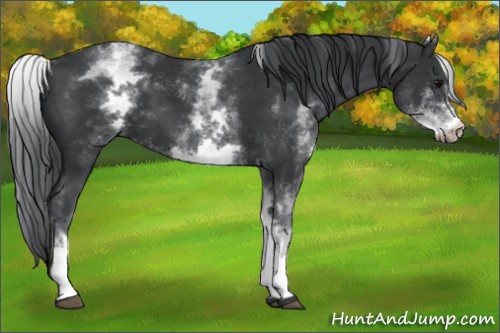 Horse Color:White Spotted Black
