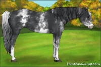 Horse Color:White Spotted Black