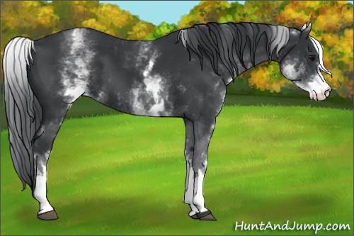 Horse Color:White Spotted Black 