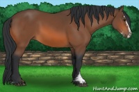 Horse Color:Bay Sabino