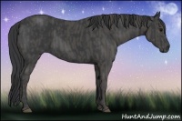 Horse Color:Black  Brindle