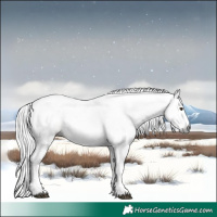 Horse Color:Gray White Spotted Liver Chestnut Splash 
