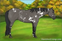 Horse Color:White Spotted Grullo