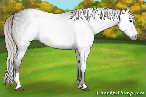 Horse Color:Gray Silver Blue Roan Sabino 