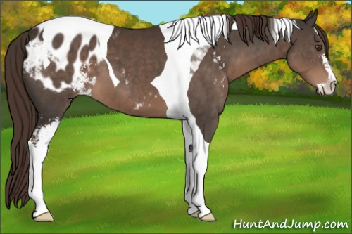 Horse Color:Liver Chestnut Sabino Tobiano Blanket