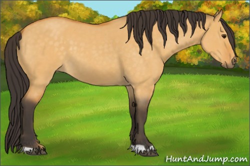 Horse Color:Buckskin Roan Dun 