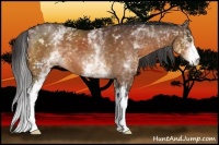 Horse Color:White Spotted Buckskin 