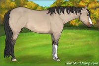Horse Color:Bay Dun