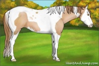 Horse Color:Bay Pearl Splash Tobiano