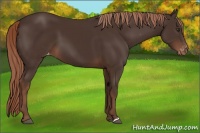 Horse Color:Liver Chestnut Appaloosa 