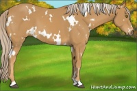 Horse Color:White Spotted Palomino 