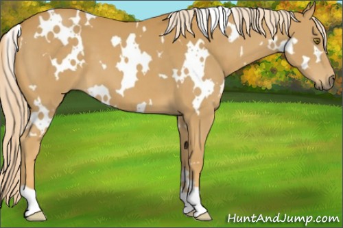 Horse Color:White Spotted Palomino 
