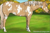 Horse Color:White Spotted Palomino 