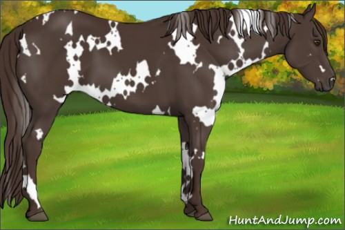 Horse Color:White Spotted Liver Chestnut 