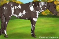 Horse Color:White Spotted Liver Chestnut 