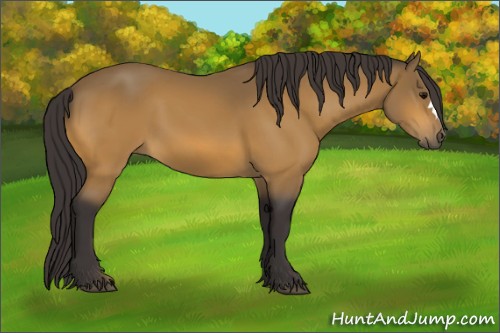 Horse Color:Buckskin