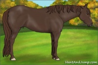 Horse Color:Liver Chestnut Frame 