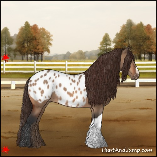 Horse Color:Bay Dun Appaloosa 