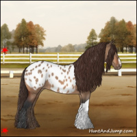 Horse Color:Bay Dun Appaloosa