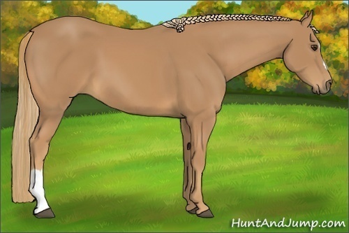 Horse Color:Unknown 