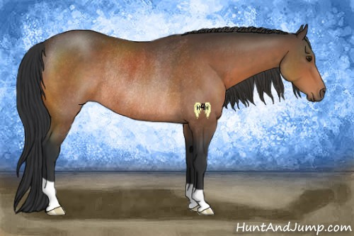 Horse Color:Brown Rabicano