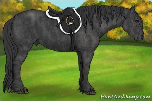 Horse Color:Black  Brindle