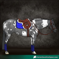 Horse Color:White Spotted Blue Roan 