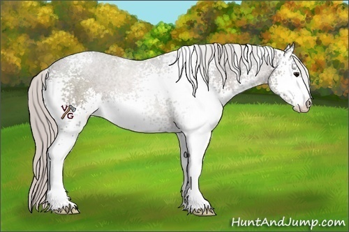 Horse Color:White Spotted Silver Black Sabino