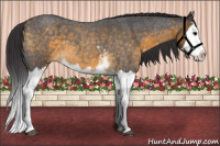 Horse Color:White Spotted Buckskin Roan Splash 