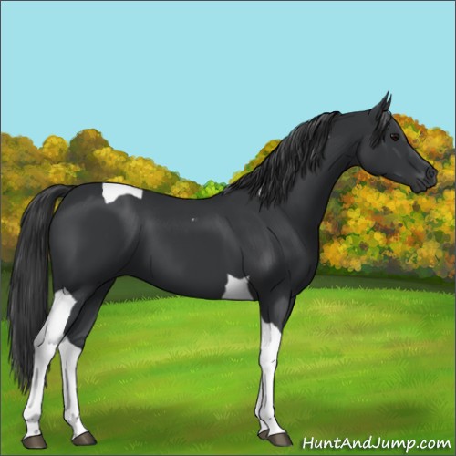 Horse Color:Black Tobiano