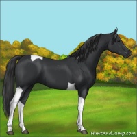 Horse Color:Black Tobiano 