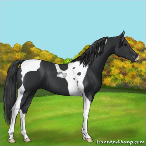 Horse Color:Black Tobiano