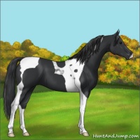 Horse Color:Black Tobiano