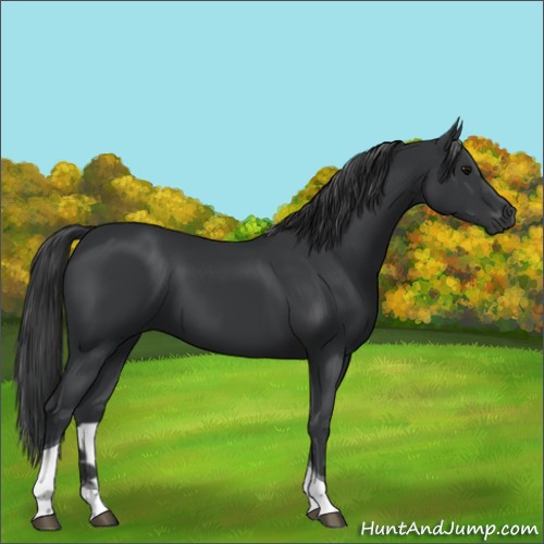 Horse Color:Unknown 