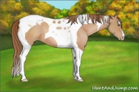 Horse Color:Brown Pearl Tobiano 