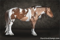Horse Color:White Spotted Amber Champagne Tobiano Blanket  and White Spotted Liver Chestnut Tobiano 