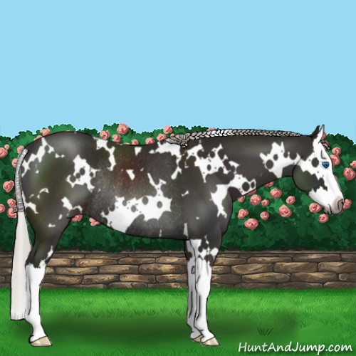 Horse Color:Gray White Spotted Silver Black Splash Rabicano 