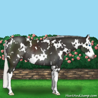 Horse Color:Gray White Spotted Silver Black Splash Rabicano 