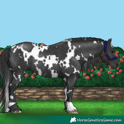 Horse Color:White Spotted Black Rabicano