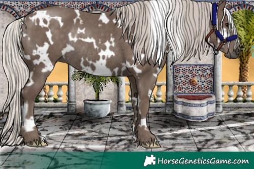 Horse Color:White Spotted Silver Black Rabicano 