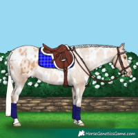 Horse Color:White Spotted Silver Black Pearl Appaloosa Rabicano 