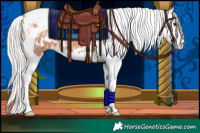 Horse Color:White Spotted Silver Bay Ice Splash Tobiano 