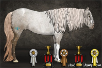 Horse Color:Chocolate Palomino Appaloosa 