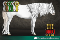 Horse Color:Chocolate Palomino Appaloosa