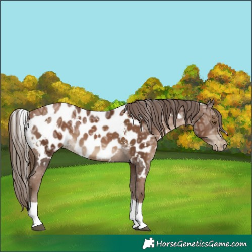 Horse Color:Gray White Spotted Black Ice Pearl Tobiano Appaloosa Rabicano 
